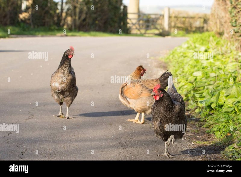 Discover chicken road game