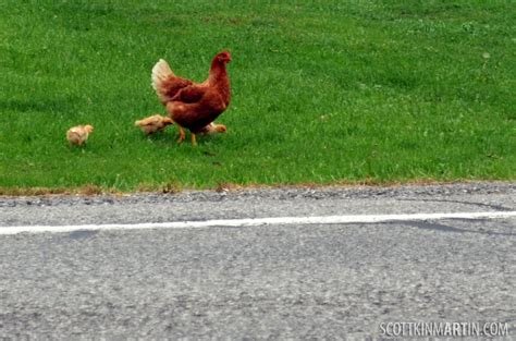 Image: Descubre el Misterio de la Carretera del Pollo en España: Juega Online